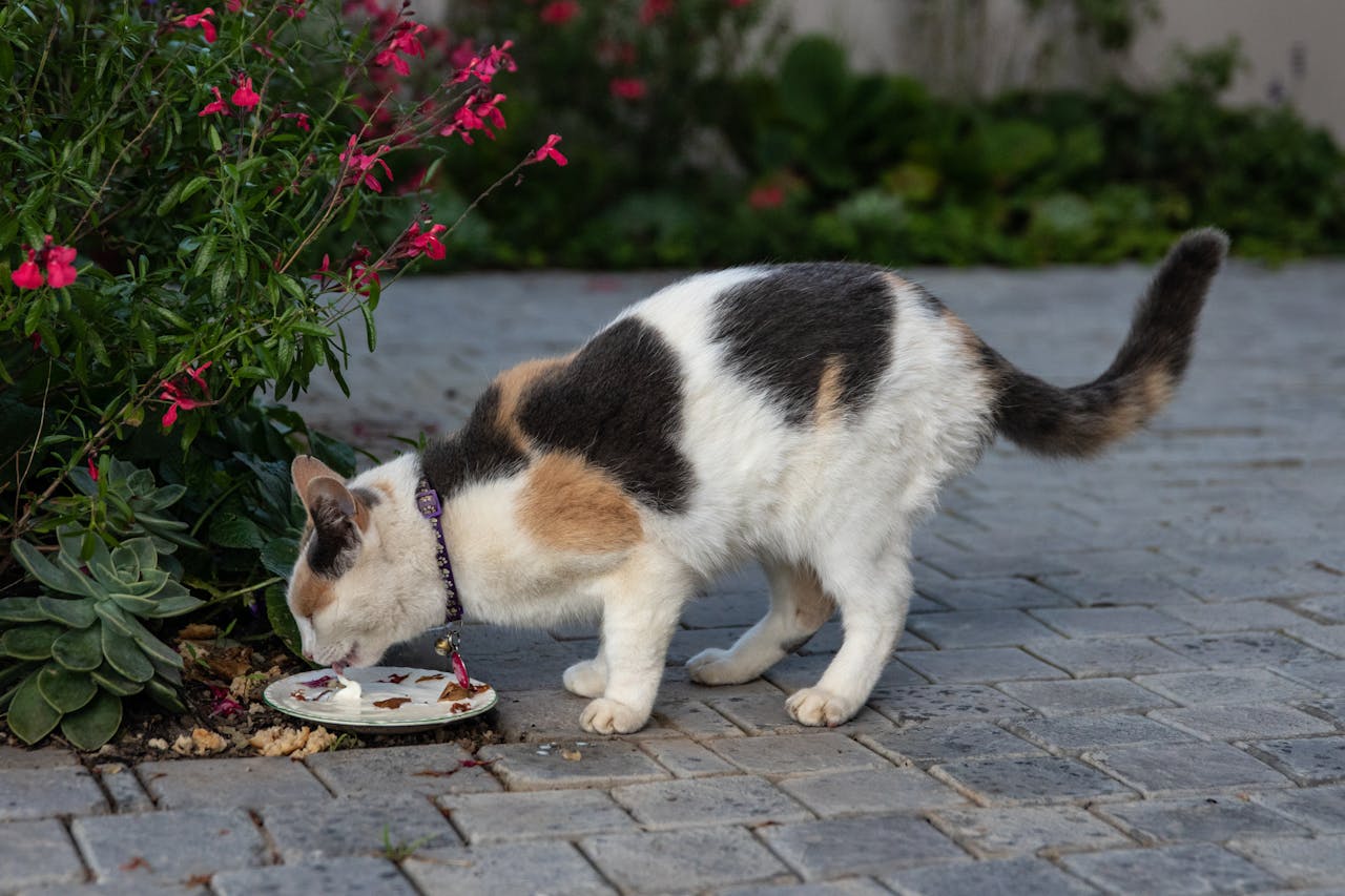 chat qui mange